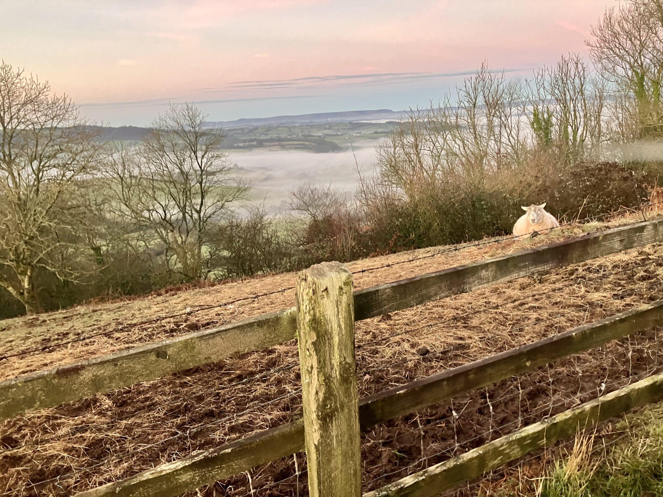 Mighty Move - Monmouthshire - Early Morning Sheep -Removals Monmouth Chepstow - South Wales